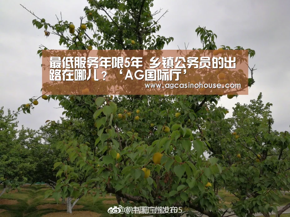 最低服务年限5年 乡镇公务员的出路在哪儿?‘AG国际厅’(图2) AG亚洲
