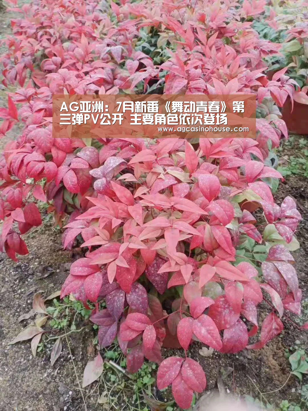AG亚洲:7月新番《舞动青春》第三弹PV公开 主要角色依次登场(图1) AG国际厅